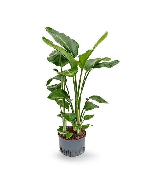 Hydroplante Strelitzia