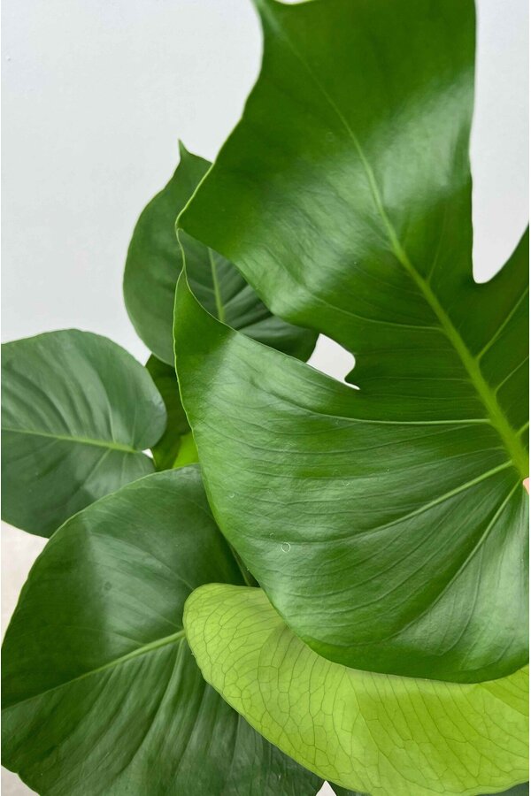 Hydroplant Philodendron pertusem (monstera)