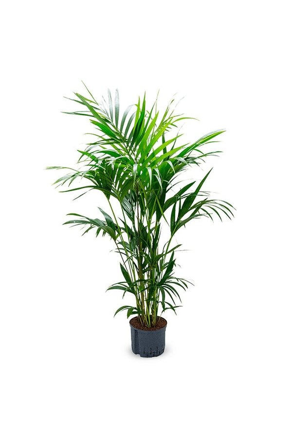 Hydroplant Kentia (howea) forsteriana