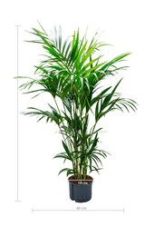 Hydroplant Kentia (howea) forsteriana