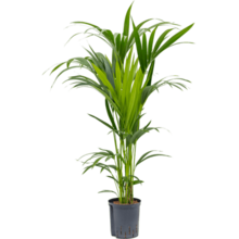 Hydroplant Kentia (howea) forsteriana