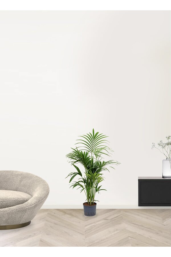 Hydroplant Kentia (howea) forsteriana