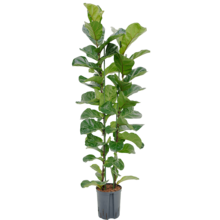 Hydroplant Ficus lyrata bambino S