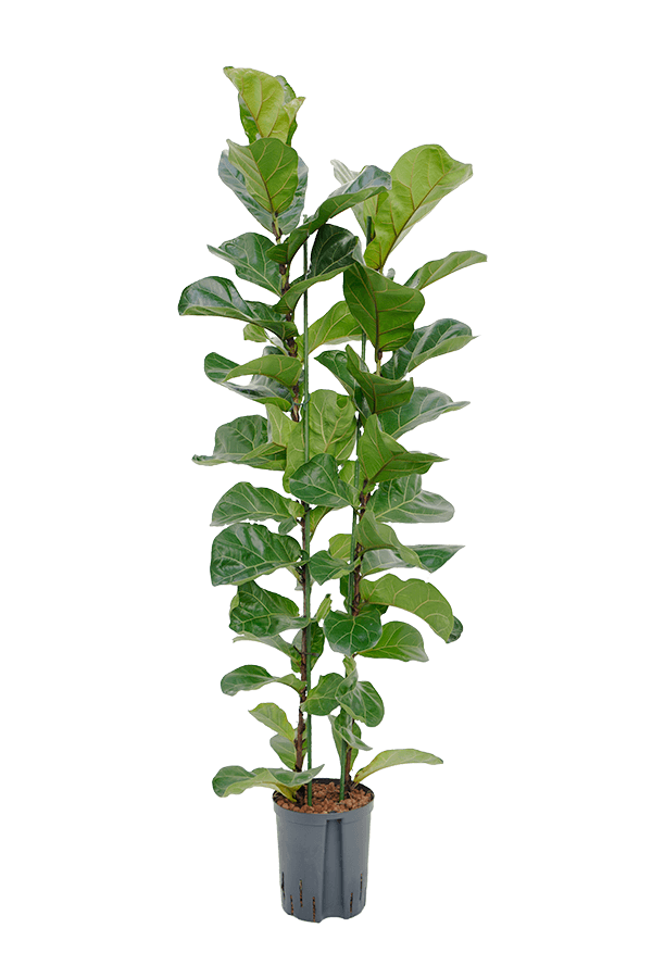 Hydroplant Ficus lyrata bambino S