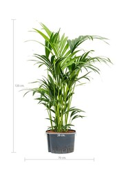 Hydroplant Kentia (howea) forsteriana