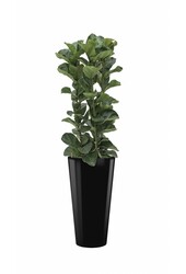 Hydroplant Ficus Lyrata dans un pot auto-arrosant Runner noir