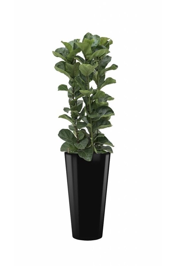 Hydroplant Ficus Lyrata dans un pot auto-arrosant Runner noir