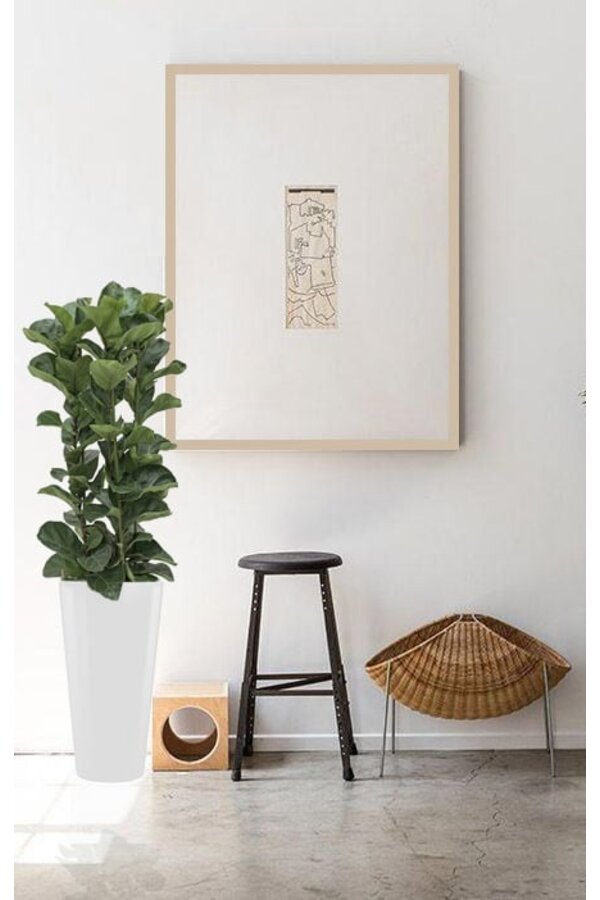 Hydroplant Ficus Lyrata dans un pot auto-arrosant Runner noir