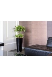 Hydroplant Ficus Lyrata dans un pot auto-arrosant Runner noir