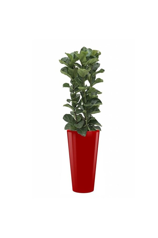Hydroplant Ficus Lyrata dans un pot auto-arrosant Runner noir