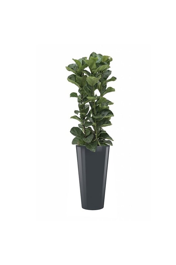 Hydroplant Ficus Lyrata dans un pot auto-arrosant Runner noir
