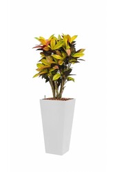 Hydroplante Croton dans un pot auto-arrosant blanc Runner