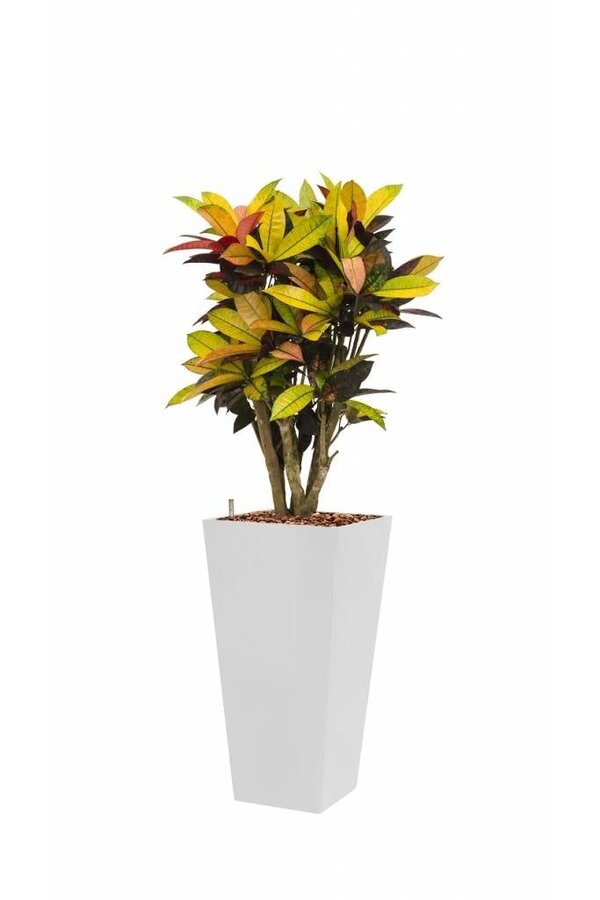 Hydroplante Croton dans un pot auto-arrosant blanc Runner