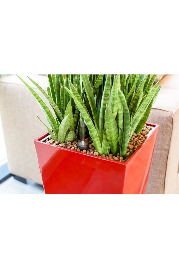 Hydroplante Croton dans un pot auto-arrosant blanc Runner