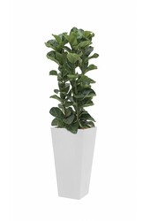 Ficus Lyrata in witte zelfwatergevende Runner