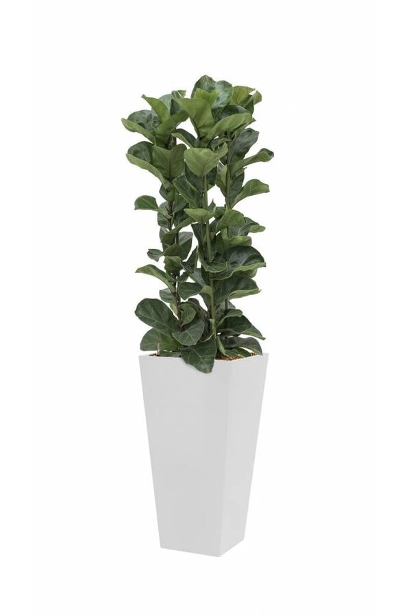 Ficus Lyrata in witte zelfwatergevende Runner