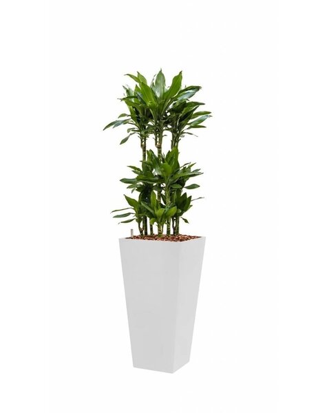 Hydroplant Dracaena