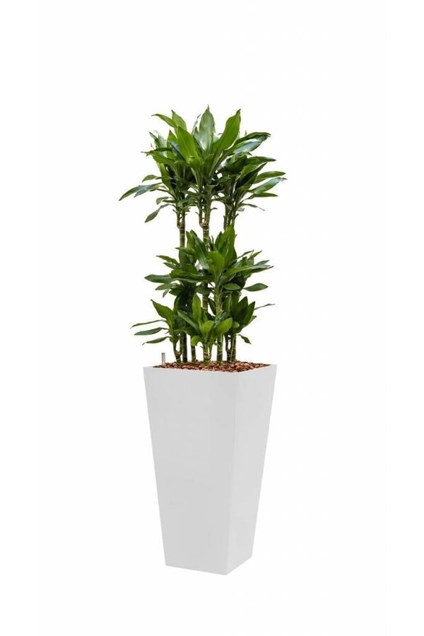 Dracaena Janet in Zelfwatergevende Runner