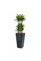 Dracaena Janet in Zelfwatergevende Runner