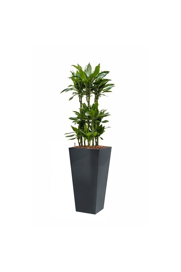 Dracaena Janet in Zelfwatergevende Runner