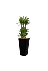 Dracaena Janet in Zelfwatergevende Runner