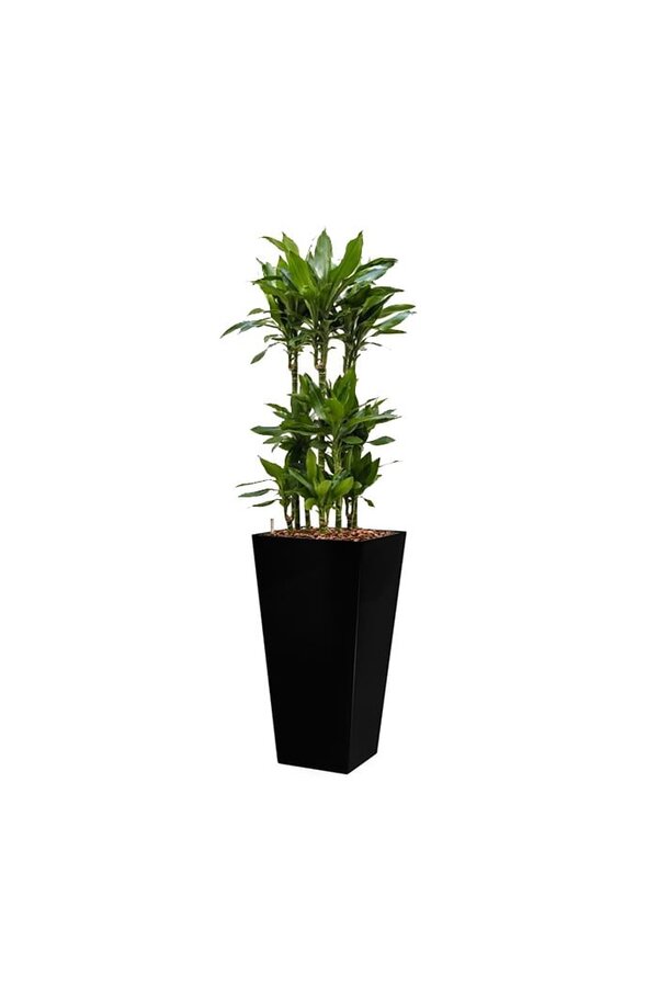 Dracaena Janet in Zelfwatergevende Runner
