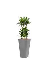 Dracaena Janet in Zelfwatergevende Runner