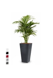 Hydroplant Kentiapalm dans un pot auto-arrosant Runner