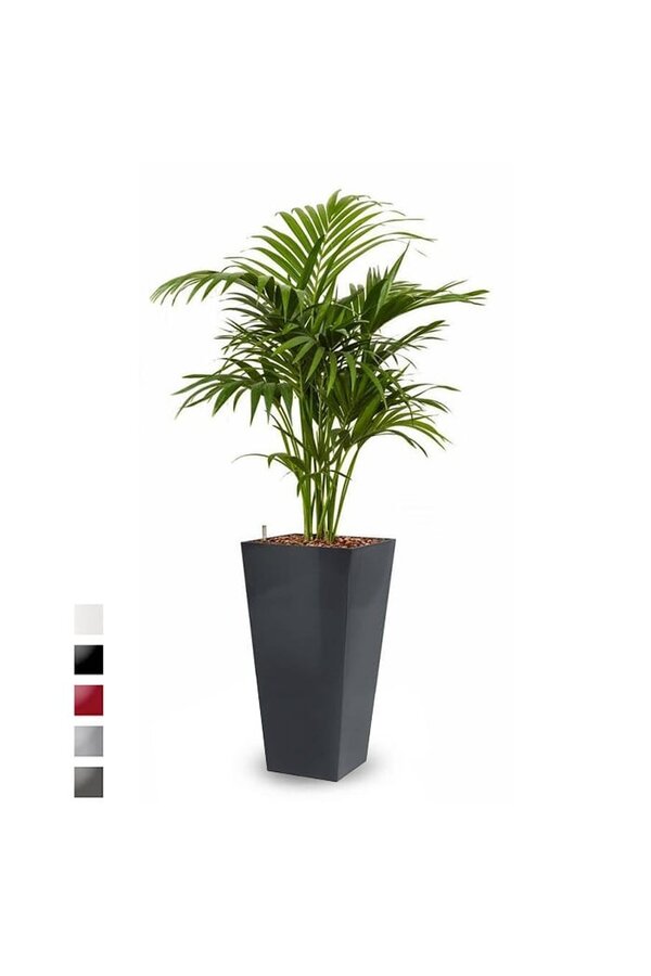 Hydroplant Kentiapalm in zelfwatergevende Runner