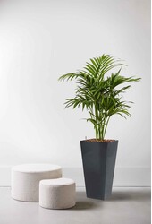 Hydroplant Kentiapalm in zelfwatergevende Runner