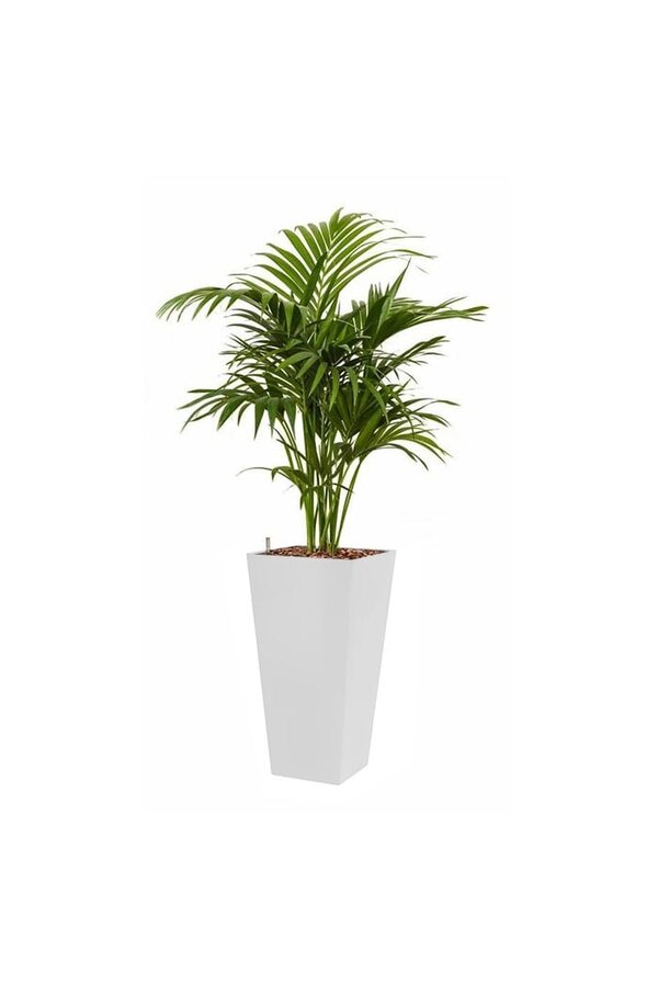 Hydroplant Kentiapalm dans un pot auto-arrosant Runner