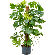 Hydroplant Monstera