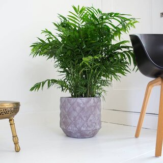 Bergpalm | Chamaedorea