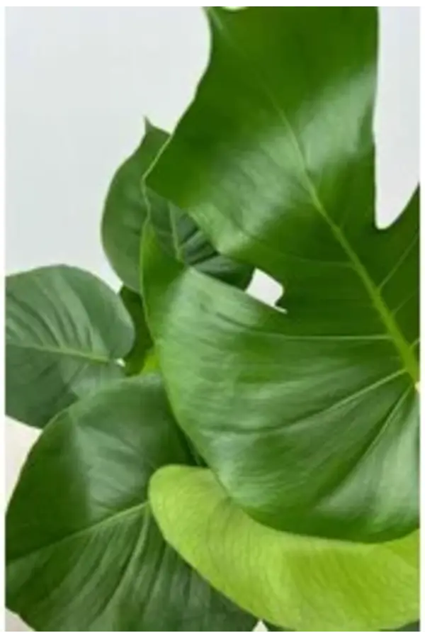 Monstera Deliciosa