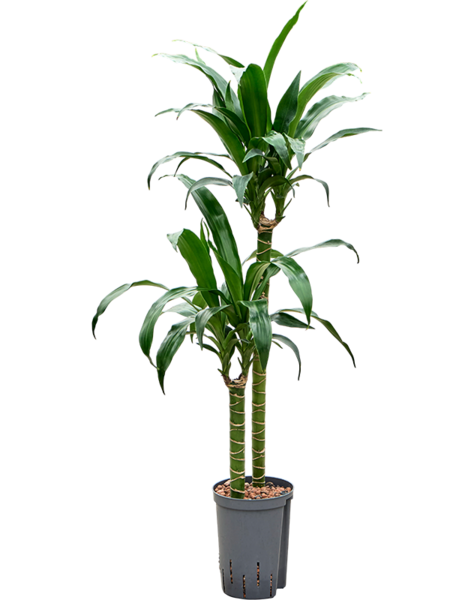 Hydroplante Dracaena