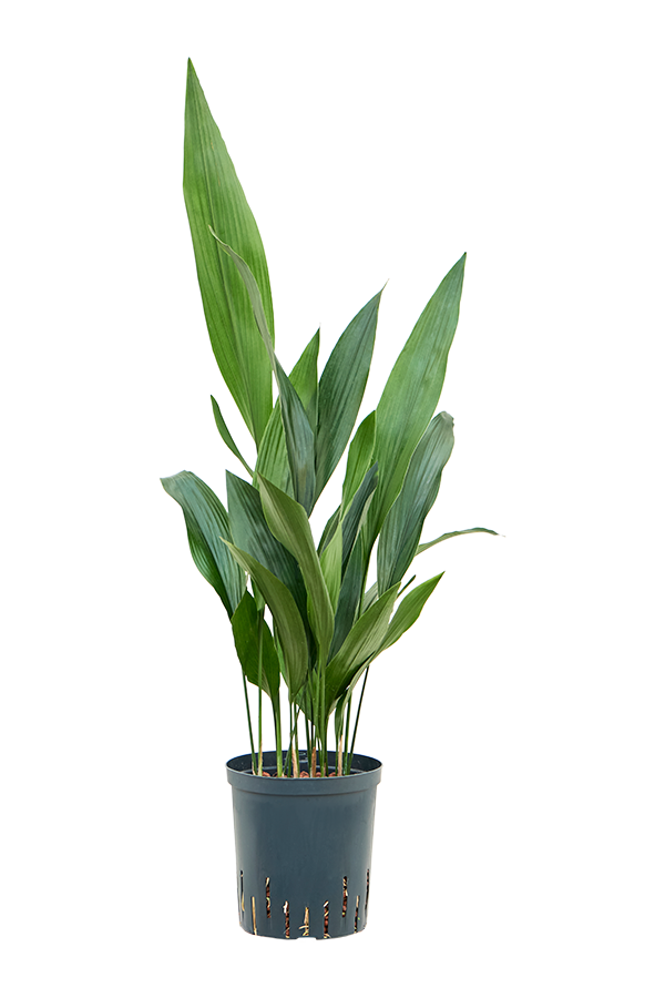 Hydroplant Aspidistra Elatior