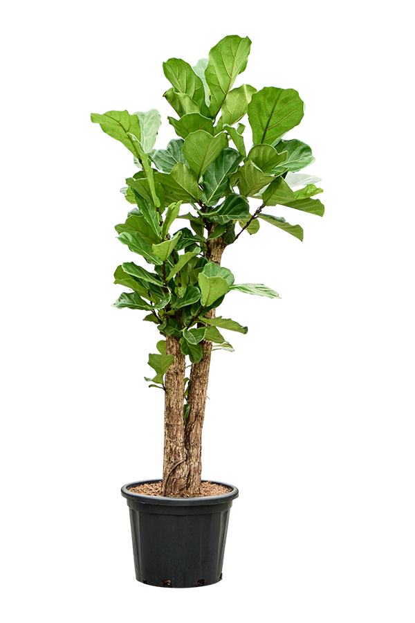 Ficus Lyrata