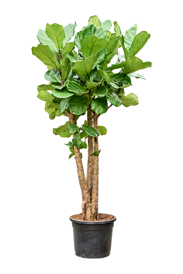 Ficus Lyrata (180-200)