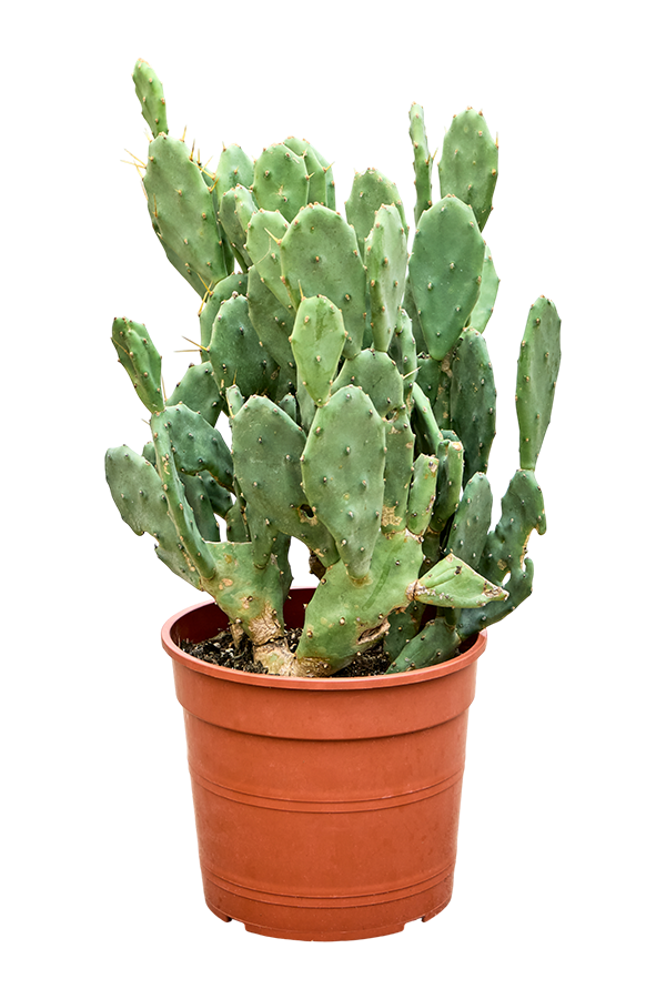 Opuntia Seminermis