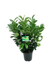 Portugese laurier Prunus Etna - sale