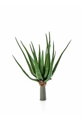 Aloë plant kunstplant - sale