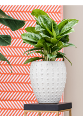 Laos Mini Emperor Cream