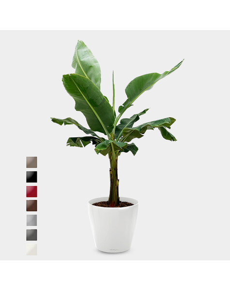 Lechuza Lechuza | Musa Dwarf  - sale