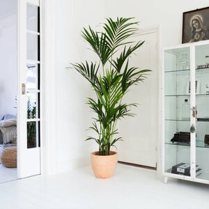 Kentia palm
