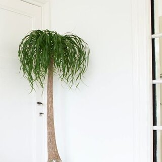 Olifantspoot | Beaucarnea