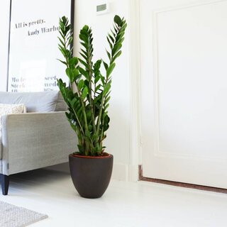 Palm d'intérieur | Zamioculcas