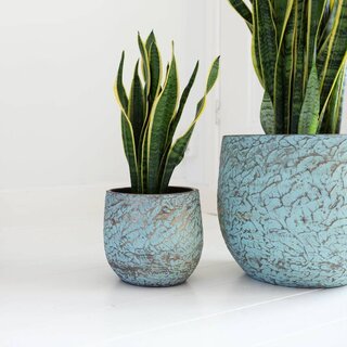 Sanseveria | Langue de belle-mère