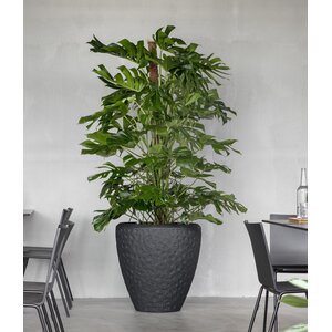 Grote kantoorplant in pot