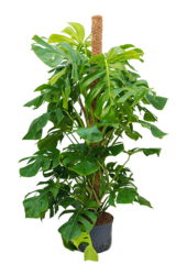 Hydroplant Monstera Deliciosa - sale