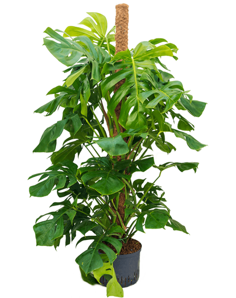 Hydroplant Monstera - sale